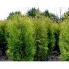 Саженец Туи западной Brabant-NB: фото и описание