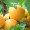 Комплект 5шт / Абрикос Хонобах: фото и описание