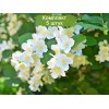 Саженцы чубушника Бейли Карзел (Bialy Karzel) -  5 шт.: фото и описание