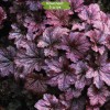 Саженцы гейхеры мелкоцветковой Палас Пурпл (Palace Purple) -  5 шт.: фото и описание