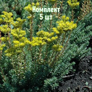 Комплект 5шт / Очиток (седум) скальный Сильвер