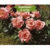 Саженцы миниатюрной розы Аллегро Симфони (Allegro Symphonie) -  5 шт.: фото и описание